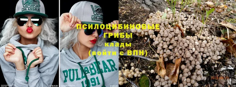 Псилоцибиновые грибы Psilocybe  Златоуст 